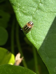 Agroiconota propinqua