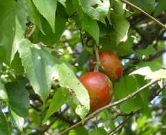 Trichosanthes bracteata