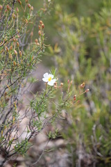 Cistus clusii