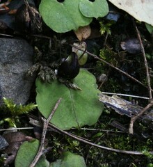 Corybas obscurus