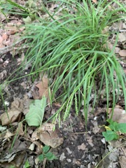 Carex oxylepis