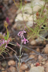 Matthiola fruticulosa