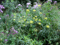Seseli peucedanoides