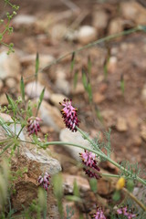 Platycapnos spicata