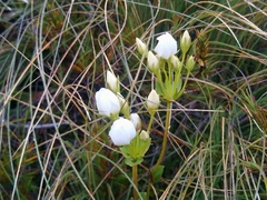Gentianella montana