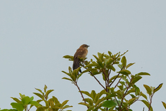 Catriscus brevirostris