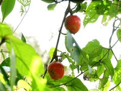 Trichosanthes bracteata
