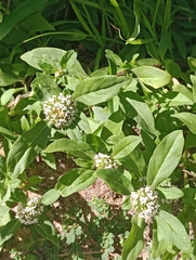 Spermacoce dasycephala