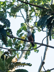 Finsch's Imperial-Pigeon photo 2