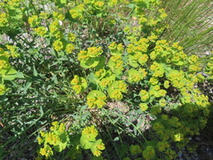 Euphorbia serrata