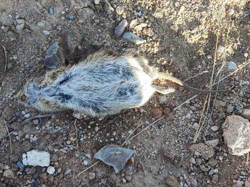 Arizona Cotton Rat