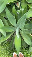 Agave attenuata