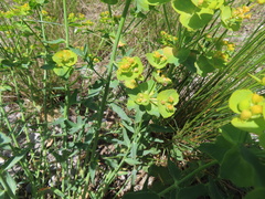 Euphorbia serrata