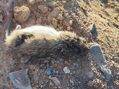 Sigmodon arizonae