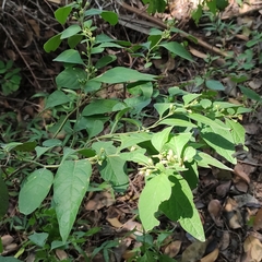 Solanum pseudocapsicum