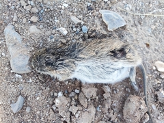 Sigmodon arizonae