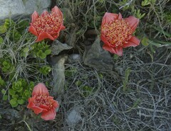 Haemanthus coccineus