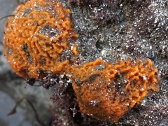 Hymeniacidon perlevis