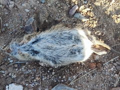 Sigmodon arizonae