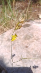 Bupleurum veronense