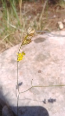 Bupleurum veronense