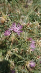 Centaurea calcitrapa