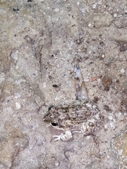 Tomopterna delalandii