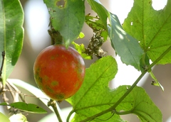 Trichosanthes bracteata