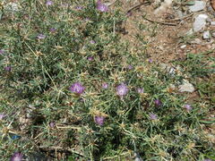 Centaurea calcitrapa
