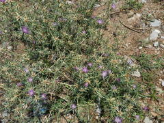 Centaurea calcitrapa