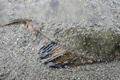 Platichthys stellatus