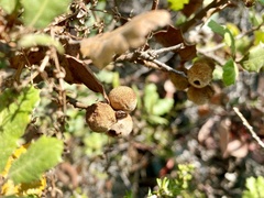 Andricus chrysolepidicola