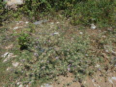 Centaurea calcitrapa