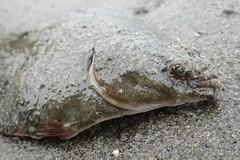 Platichthys stellatus