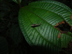 Zelus annulosus