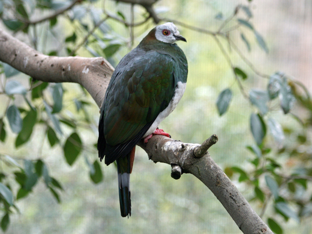 White-Bellied Imperial-Pigeon