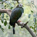 White-bellied Imperial-Pigeon - Photo (c) SandyCole (mailto:sandyc@dicksandy.org), some rights reserved (CC BY-SA)