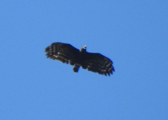 Spizaetus tyrannus
