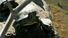 Trachemys scripta elegans
