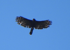 Spizaetus tyrannus