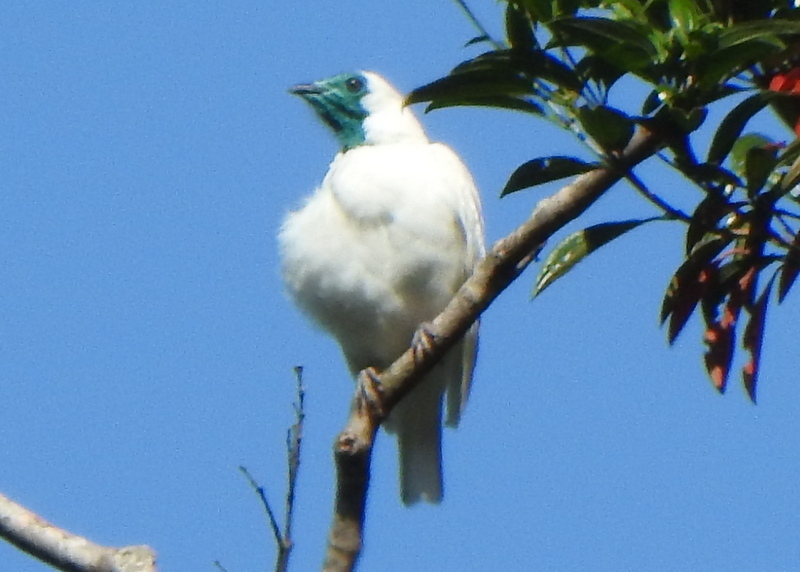Bare-throated Bellbird in January 2023 by Andy Frank. Bare-throated ...