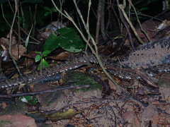 Bothrops atrox