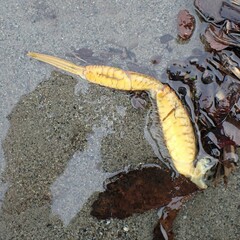 Telmessus cheiragonus