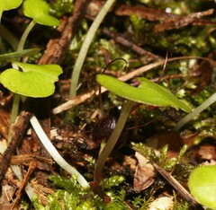 Corybas obscurus