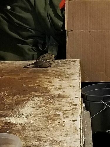 Golden-crowned Sparrow