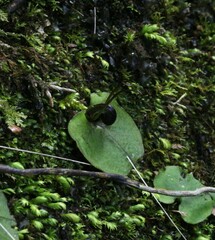 Corybas obscurus