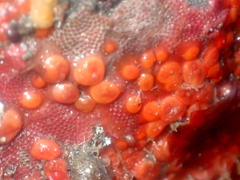 Metandrocarpa taylori