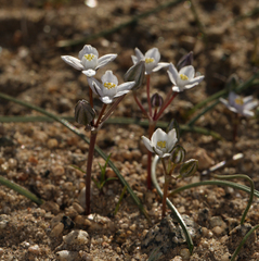 Muilla coronata