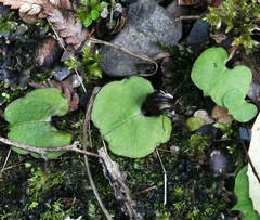 Corybas obscurus