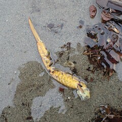 Telmessus cheiragonus